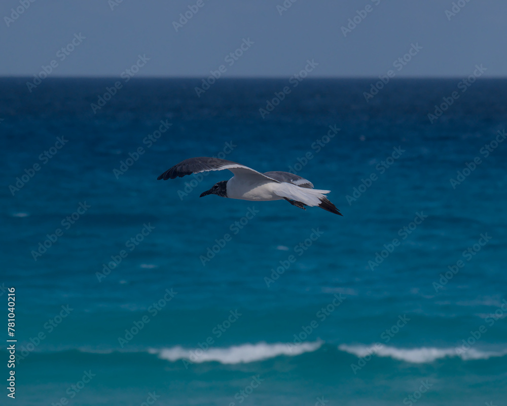 seagull in flight seagull in flight