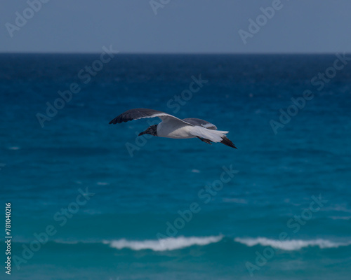 seagull in flight