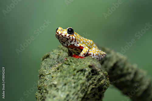 Painted Reed Frog or Spotted Tree Frog on mossy wood.