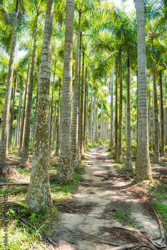 Palm tree jungle near Muse Lake in Qiongzhong, Hainan, China