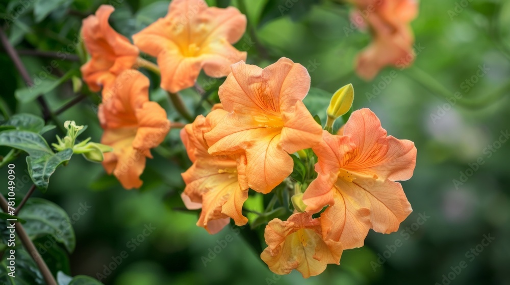 Obraz premium Orange flowers blooming on tree