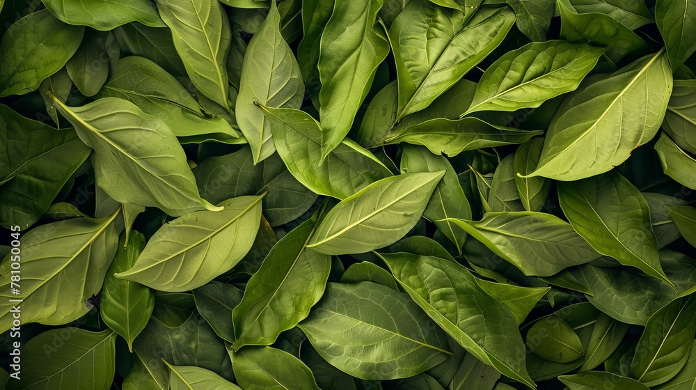 Lush yerba mate leaves, vibrant and untamed, a stunning composition of nature's green splendor Lush yerba mate leaves, vibrant and untamed, a stunning composition of nature's green splendor