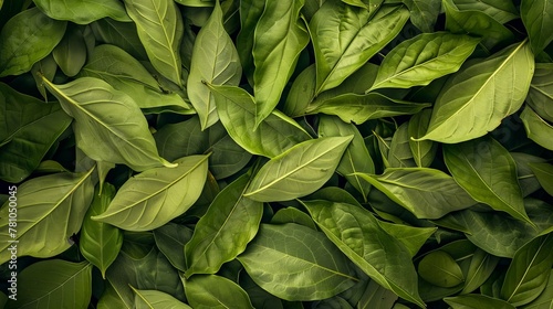 Lush yerba mate leaves, vibrant and untamed, a stunning composition of nature's green splendor photo