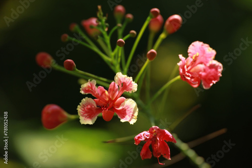 Image of red lowers and green leaves with green bokeh background.  