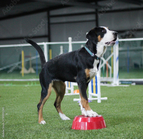 Swissie on bowl photo