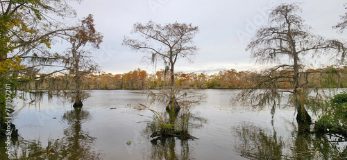 A scenic view of Cypress Trees in Fairview-Riverside State Park in Madisonville, Louisiana. photo