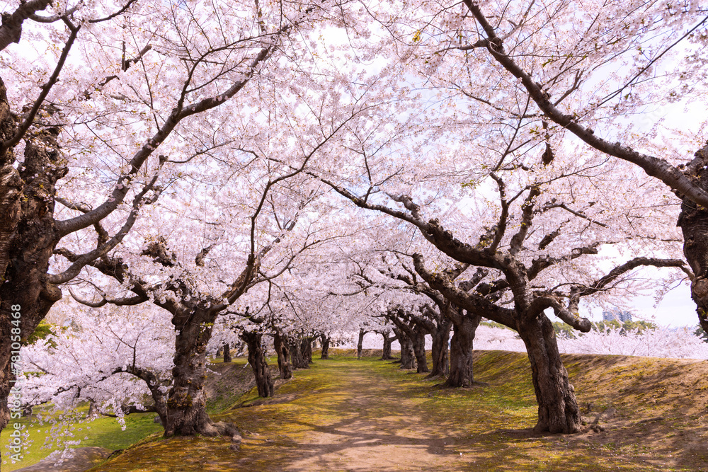 北海道函館-五稜郭公園-05