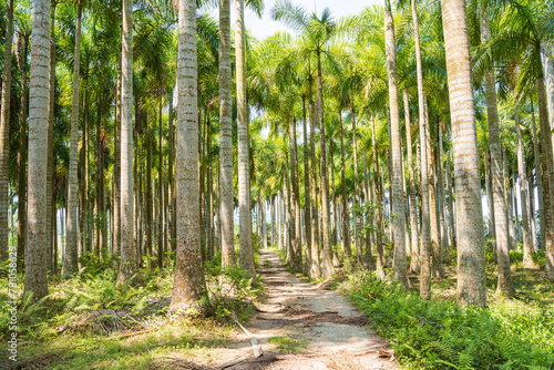 Palm tree jungle near Muse Lake in Qiongzhong  Hainan  China