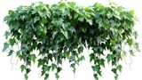 Green leaves Javanese treebine or Grape ivy. Jungle vine hanging ivy plant bush isolated on white background