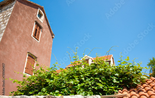 Green fine growing over terra cotta roof tiles with high plaster walled buildings Croatia