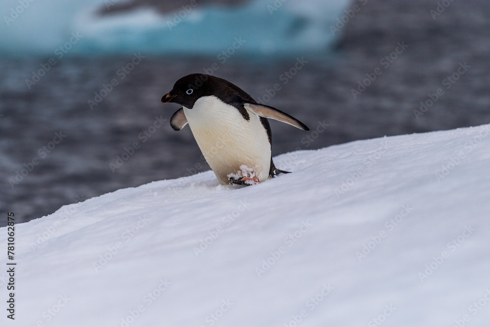 Fototapeta premium Close-up of an Adelie Penguin - Pygoscelis adeliae- standing on an iceberg, near the fish islands, on the Antarctic Peninsula