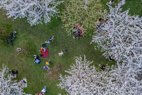 Aerial spring view of sakura blooming in Vilnius downtown, Lithuania