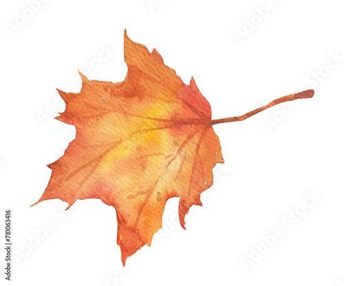Watercolor fall maple leaf on transparent background. Hand drawn illustration isolated. Autumn red foliage