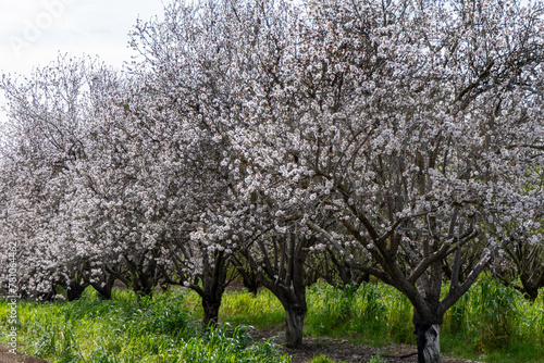 Blooming almond trees in an orchard