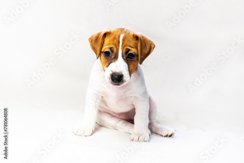 Jack Russell Terrier puppy sits on the sofa near. Caring for puppies. Daily regime
