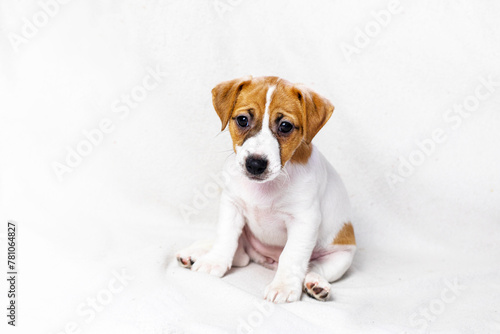 cute Jack Russell Terrier puppy is sitting on the sofa near. Caring for puppies. Daily regime