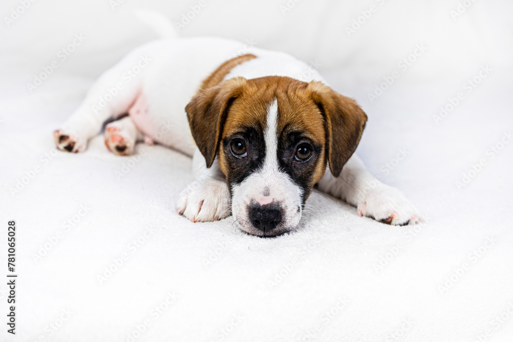 beautiful Jack Russell puppy lies on a light rug, falling asleep. care and raising of pets beautiful Jack Russell puppy lies on a light rug, falling asleep. care and raising of pets