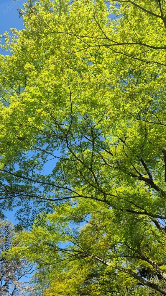 春の風景・きれいな黄緑色の木々・枝/Spring scenery, beautiful yellow-green trees・branch・twig・limb/봄 풍경 · 깨끗한 황록색 나무・가지 春の風景・きれいな黄緑色の木々・枝/Spring scenery, beautiful yellow-green trees・branch・twig・limb/봄 풍경 · 깨끗한 황록색 나무・가지