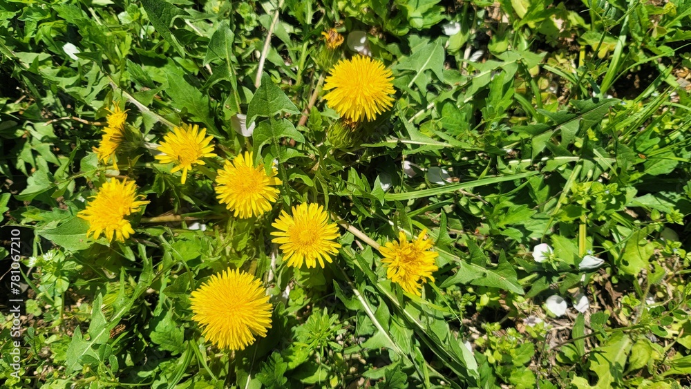 日本の春の花・タンポポ・たんぽぽ/일본의 봄꽃・민들레/Japanese spring flower, dandelion 日本の春の花・タンポポ・たんぽぽ/일본의 봄꽃・민들레/Japanese spring flower, dandelion