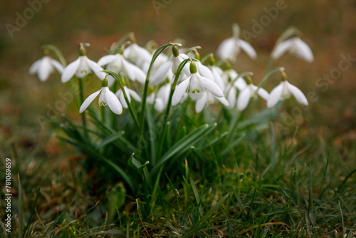Snowdrop flowers bloomed in early spring.