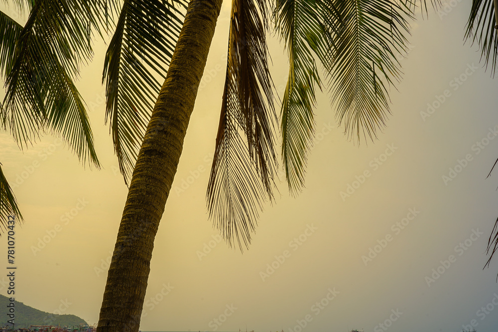 Fotografie palm tree silhouette on the beach