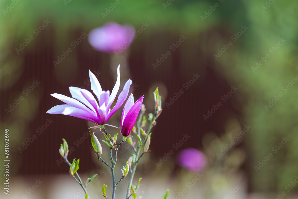 Blooming, fresh, pink magnolia flower. Another buds on the branches of the bush. Nature comes to life in spring. Natural, blurred background. Beautiful nature.