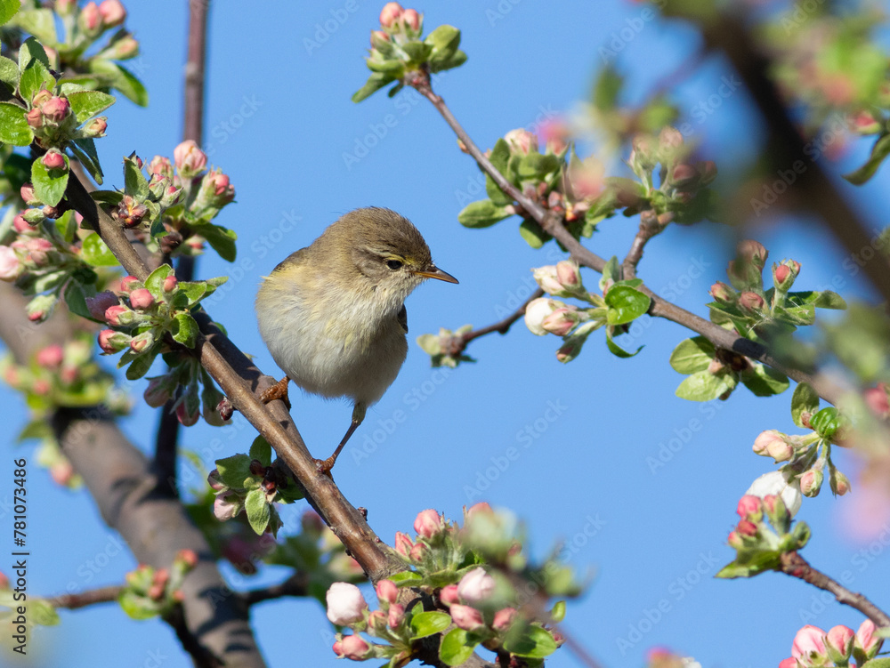 Obraz premium Willow warbler, Phylloscopus trochilus. A bird sits on the branch of a blossoming apple tree