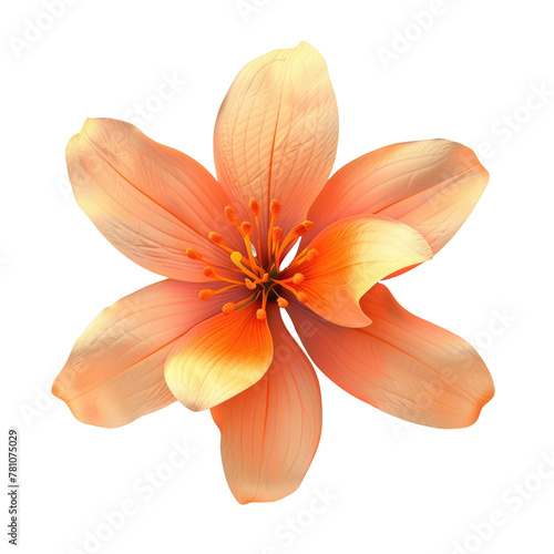 Orange flower on Transparent Background