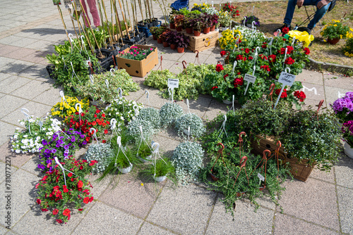 Various potted flowers, open-air flower market