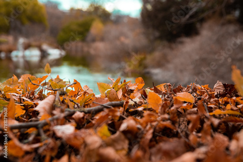 Autumn hedge in park in Malmo, Sweden photo