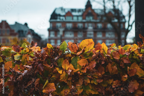 Autumn hedge in park in Malmo, Sweden photo