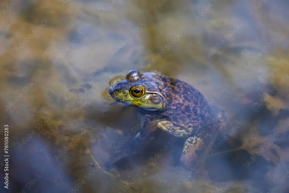 The American bullfrog (Lithobates catesbeianus), often simply known as the bullfrog in Canada and the United States, is a large true frog native to eastern North America.