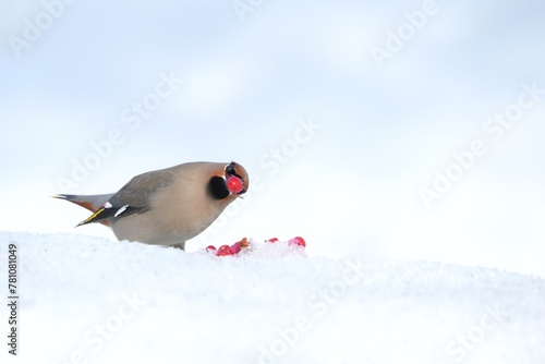 Bohemian Waxwing feeding on red berries during the Alaskan winter