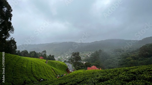 Tea gardens estates near Ooty .tea plantations in hill stations.