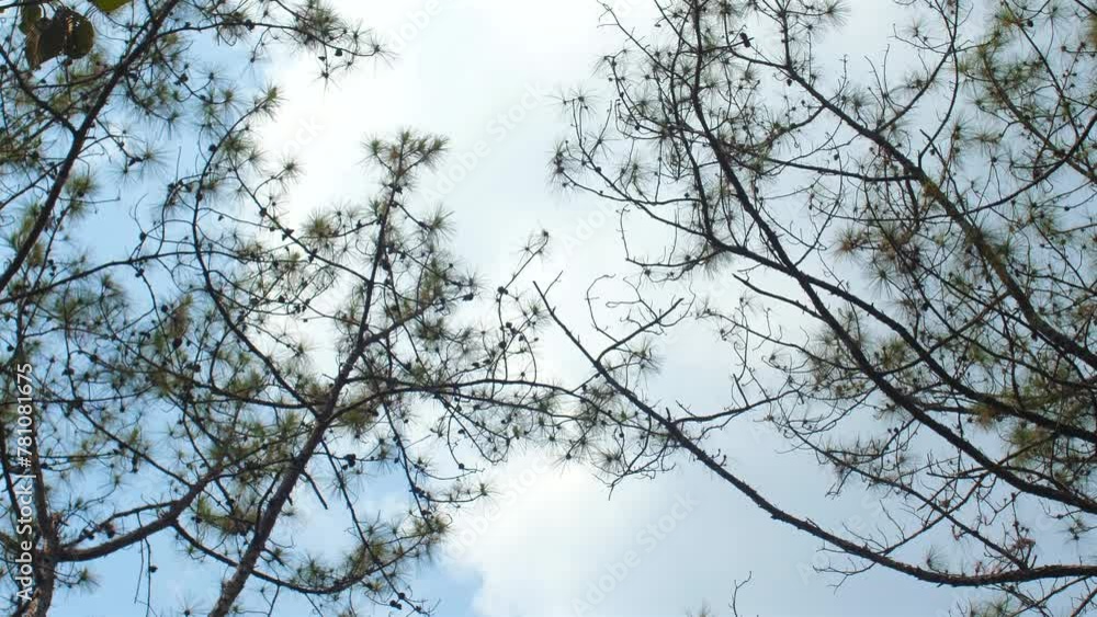 Tall pine trees reach skyward on clear day, with sparse foliage against tranquil blue sky. Nature and tranquility. Tall pine trees reach skyward on clear day, with sparse foliage against tranquil blue sky. Nature and tranquility.