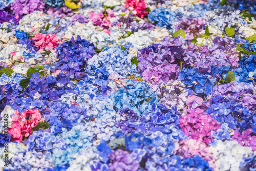 茨城県　雨引観音の紫陽花  © スプやん