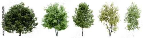 Collection of realistic large woods trees with isolated on transparent background. PNG file, 3D rendering illustration, Clip art and cut out photo