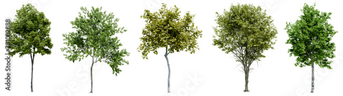 Collection of realistic large woods trees with isolated on transparent background. PNG file  3D rendering illustration  Clip art and cut out
