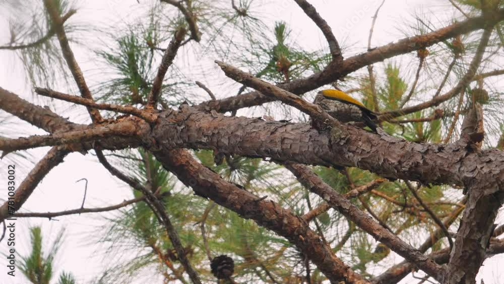 Colorful woodpecker perched on rough pine branch among green needles, details and beauty of wildlife in natural setting. Biodiversity and bird watching. Colorful woodpecker perched on rough pine branch among green needles, details and beauty of wildlife in natural setting. Biodiversity and bird watching.