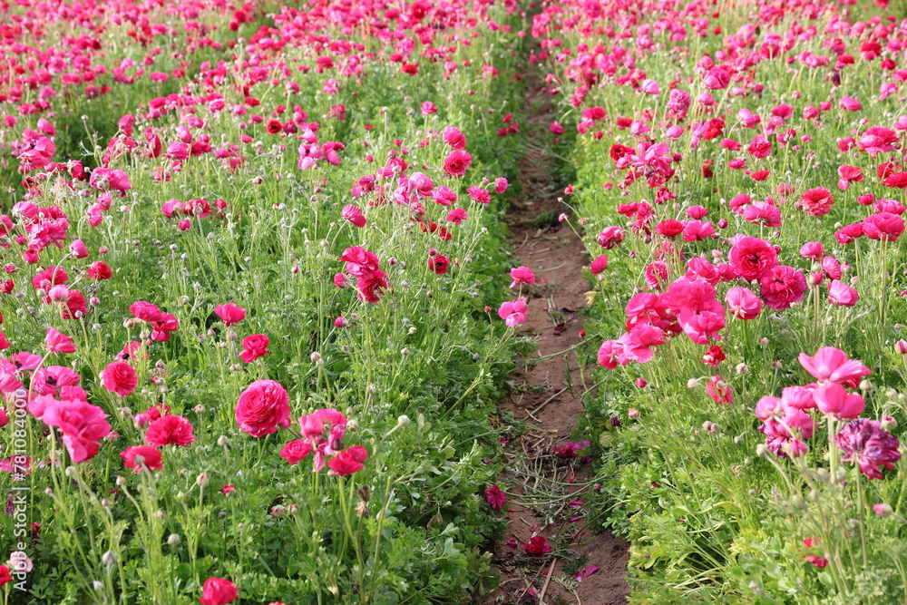 pink ranunculus fields