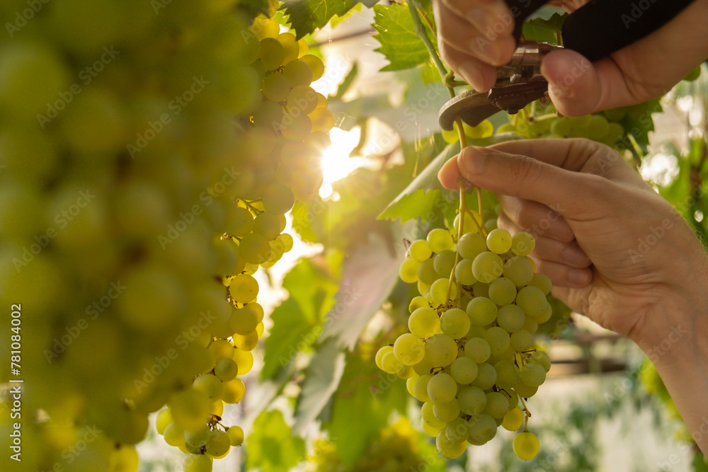 Close up of winemaker hands collect grape in vineyard open air during sunset. Organic home gardening and cultivation of greenery concept. Locally grown fresh fruits