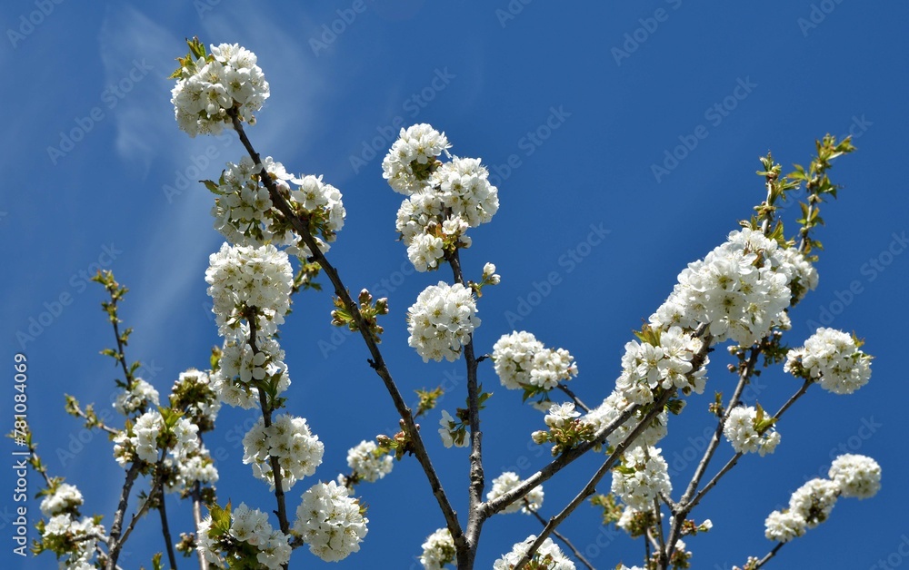 branch of white cherry blossom for long banner and panorama branch of white cherry blossom for long banner and panorama