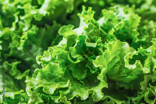 Close-up texture of fresh green lettuce