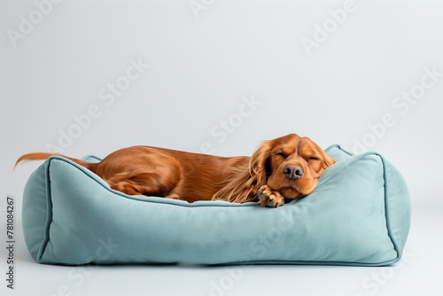 Sleeping dog on a cozy blue bed