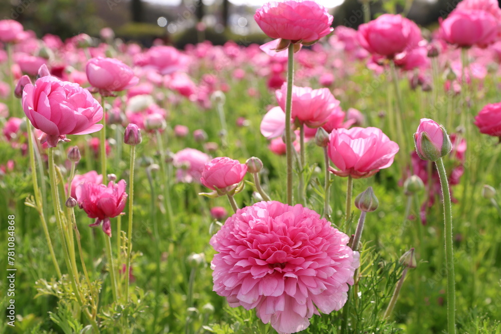 pink ranunculus pink ranunculus