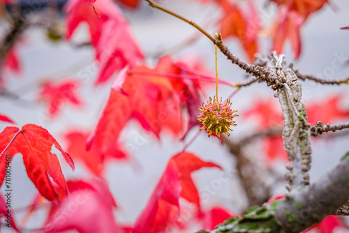 Detail of the autumn leaves and seeds of Liquidambar styraciflua, American sweetgum, deciduous tree of the Altingiaceae family.