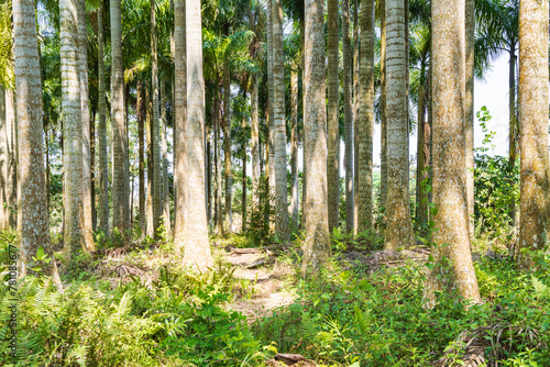 Palm tree jungle near Muse Lake in Qiongzhong  Hainan  China