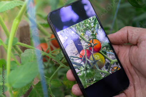 Hand of farmer photographing red cherry tomatoes harvest in garden with smartphone. Online selling through social media locally grown organic veggies from greenhouse. Smart farming technology concept