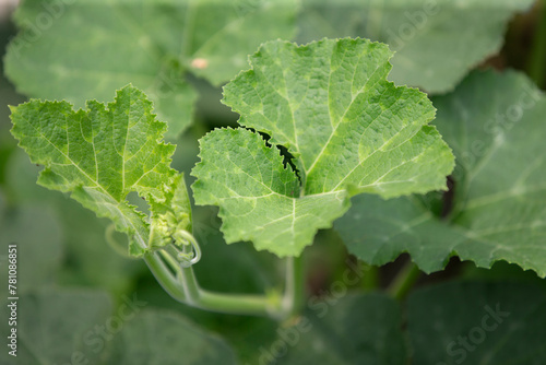 pumpkin growing in the vegetable garden