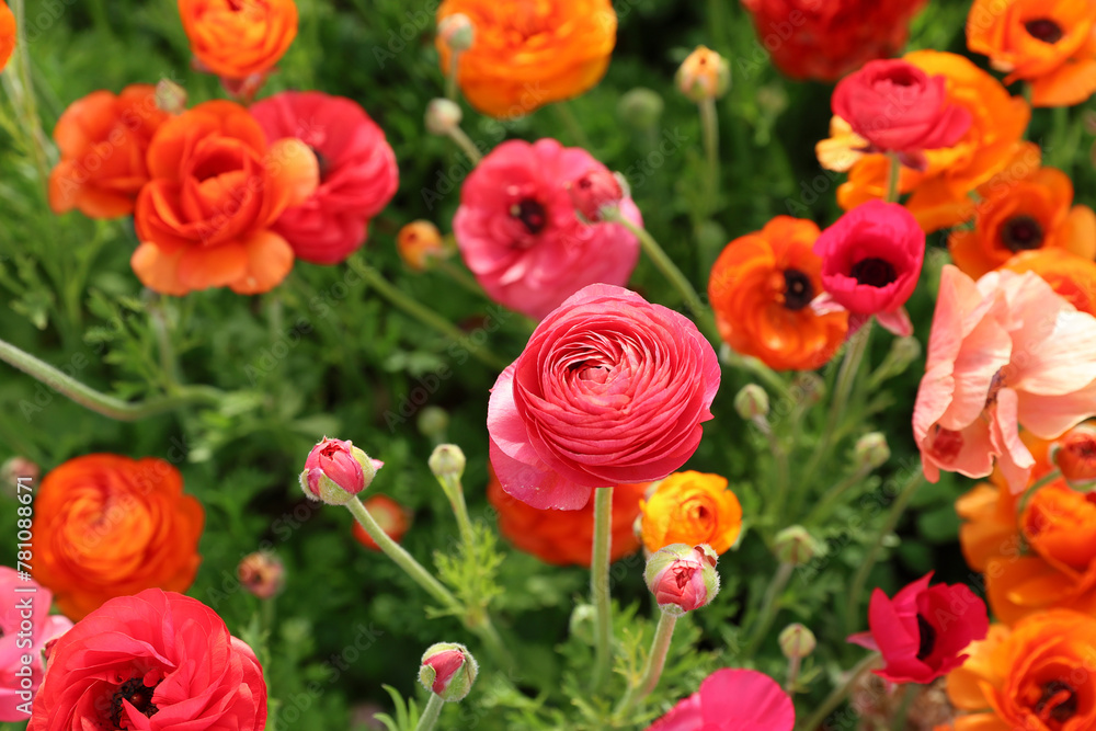 mixed colors ranunculus mixed colors ranunculus